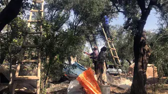 İngiltere'den Altın Madalya İle Dönen Derik Zeytininin Hasadı Başladı