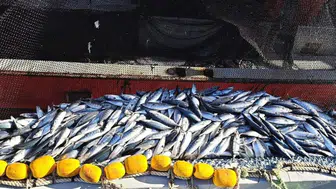 Denizlerde 20 Yılın Rekor Bolluğu: Palamut Fiyatı Gören Tezgaha Koşuyor!