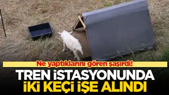 Tokyo'daki Tren İstasyonunda İki Keçi ile Yabani Ot Mücadelesi Nasıl Başladı?