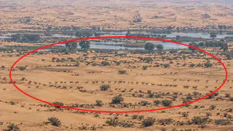 Dubai Çölünde Patagonya Maraları Nasıl Çoğaldı ? Gizemli Gelişmeler Dikkat Çekiyor