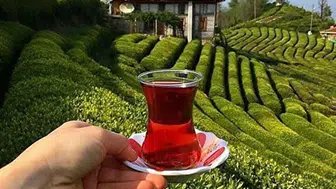 Türk Çayı İhracatında Rize'nin Rolü Nedir? 2026 İlk 9 Aylık Gelirleri Açıklandı