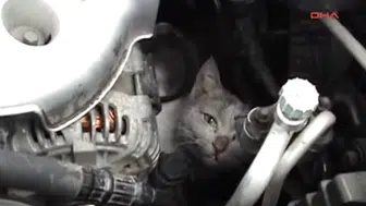 Hatay'da aracın motoruna sıkışan kedi nasıl kurtarıldı ?