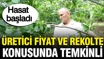 Giresun'da Fındık Hasadı Başladı: Kilo Fiyatında Beklentiler Neler ?