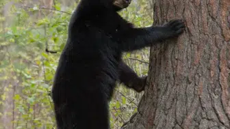 Minik Cins Köpek, Siyah Ayıyı Korkutup Ağaca Tırmandırabilir Mi?
