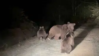 Sakarya'da mantar toplarken ayı ailesi ile karşılaşan vatandaşların yaşadığı o anlar