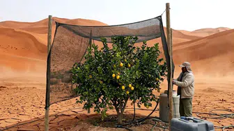 Atacama Çölü'nde Limon Yetiştirmek Mümkün Mü? Kurak Arazilerde Tarım Uygulamaları
