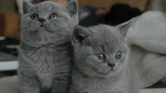 Bilim insanları açıkladı : Kedi yoğunluğu ile toplumların mutluluğu arasındaki bağlantı nedir ?