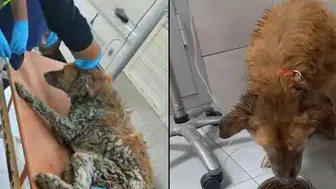 İzmir’de çamura saplanan köpek kurtarıldı: Adı “Şanslı” oldu