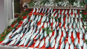 Palamut Fiyatları Bandırma'da 100 TL'ye düşerek alışverişi canlandırdı mı ?