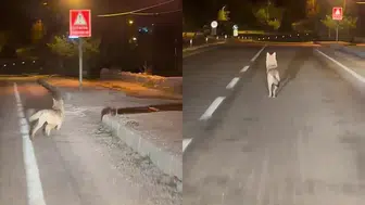 Sivas Gürün'de Yerleşim Yerine İnen Kurdu Otomobiliyle Takip Etti
