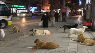 Sokak Köpekleri sorunu çözülüyor mu? yüzde 99,9'u toplandı