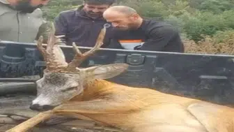 Bolu’da Yol Kenarında Yaralı Ceylan Bulundu: Nasıl Kurtarıldı?
