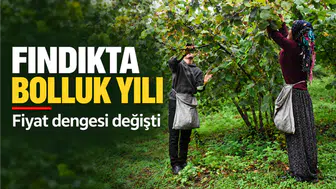 Karadeniz'de Kabuklu Fındık Rekoltesinin Artışı Fiyatları Nasıl Etkiledi ?