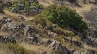 Elazığ'da Koruma Altındaki Dağ Keçileri Neden Sürü Halinde Görüntülendi ?