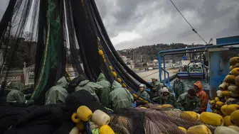 İstanbul Boğazı'nda Lüfer Avı Hareketlendi mi ? Fiyatlar Ne Durumda ?