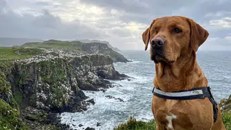 Rathlin Adası'nda Yıllardır Süren İstilayı Tek Gözlü Köpek Woody Bitirdi