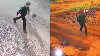 Şanlıurfa Siverek'te Kangal cinsi köpek çalındı