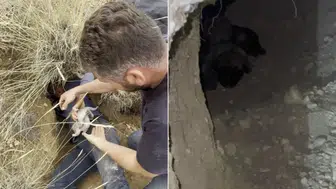 Sivas'ta Porsuk Yuvasında Bulunan Kangal Yavruları İlgi Odağı Oldu