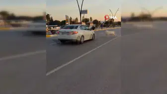 Manisa'da Karayoluna Çıkan Keçilere Otomobil Çarpı