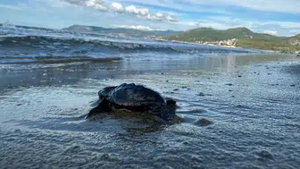 Aydın kıyılarında Caretta carettaların yavru sezonu tamamlandı