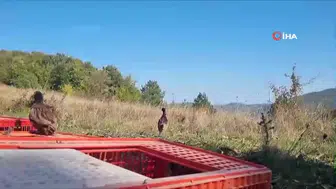 Sinop'ta Doğa Koruma ve Milli Parklar Ekiplerinden 550 Sülün Salımı