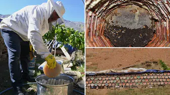 Bitlis Hizan'da Karakovan Balı Hasadı Başladı
