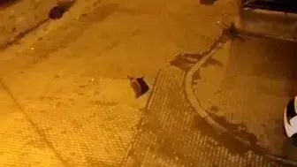 Kars Sarıkamış'ta Mahalleleri Ayılar İstila Etti