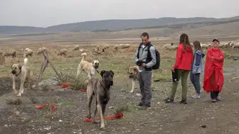 İtalyan Uzmanlar Eskişehir'de Türk Çoban Köpeklerine Hayran Kaldı