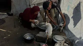 Gazze'deki Çadır Kentte Sokak Hayvanlarına Umut Oluyor