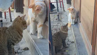Saraçlar Caddesi'nde Kedinin Fare İle İlginç İmtihanı