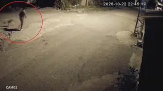 Hatay'da motosikletli hırsızlar golden cinsi Tomi'yi çaldı