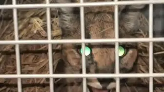 Aydın'da Yaralı Bulunan Karakulak Koruma Altında