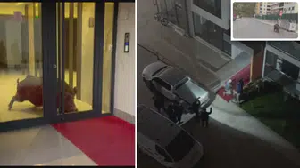Amasya'da binaya giren yaban domuzu polisin operasyonuyla etkisiz hale getirildi