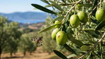 Salihli'de Zeytin Üreticilerine Kritik Sinek Uyarısı