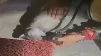 Samsun'da Yangında Mahsur Kalan Kediye Kalp Masajı Yapıldı