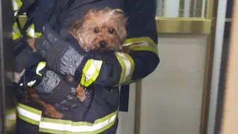 Kuyuya düşen sahipsiz köpek için seferber oldular