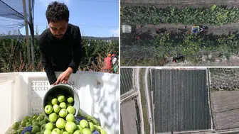 Genç Girişimci Ata Topraklarında Elma İhracat Rekoruna Koşuyor