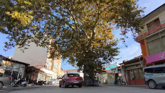 Tokat'ta 142 yıllık ulu çınarın şaşırtan hikayesi