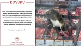 Et dolabına giren kedi pahalıya patladı: Markete ceza yağdı