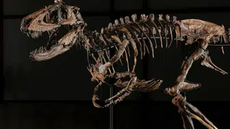 Dinozor Fosili Açık Artırmada 47,3 Milyon Dolara Alıcı Buldu