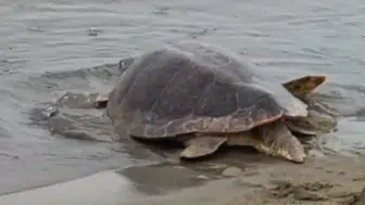 İzmir'de Tedavileri Tamamlanan Caretta Carettalar Özgürlüğe Kavuştu