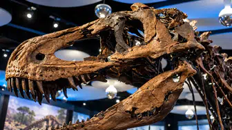 New York'ta Dinozor İskeleti 47,3 Milyon Dolara Alıcı Buldu