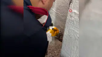 Osmaniye'de Gider Borusuna Sıkışan Yavru Kediyi İtfaiye Kurtardı