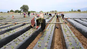 Aydın'da Çilek Üreticileri Yeni Sezon İçin Tarlaya İndi