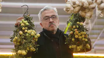 İki yılda bir yetişiyor, günler içinde tükeniyor