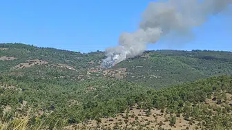 Bursa'da ormanlık alanda yangın çıktı