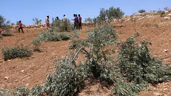 İsrail Güçleri Batı Şeria'da Filistinli Çiftçilere Zeytin Hasadı İzni Vermiyor