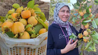 Manisa Sarıgöl'de Cennet Hurması Hasadı Başladı
