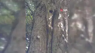 Elazığ'da Sincapların Ceviz Toplama Telaşı Kamerada