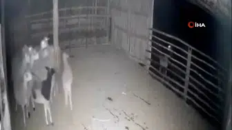 Denizli'de Kurtlar Ağıla Kadar Geldi